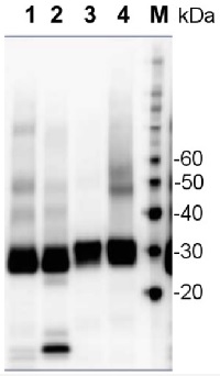 PsbA | D1 protein of PSII, C-terminal (affinity purified) in the group Antibodies Plant/Algal / Global Antibodies at Agrisera AB (Antibodies for research) (AS05 084A)